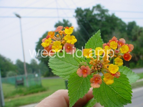 lantana, largeleaf